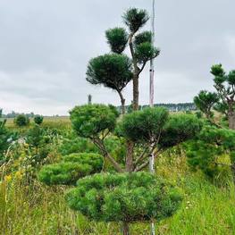 Бонсай Сосна обыкновенная В-260 см, Ш-190 см