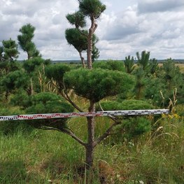 Бонсай Сосна обыкновенная В-260 см, Ш-190 см