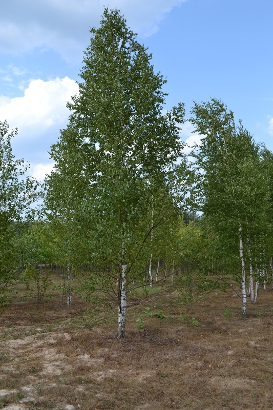 Береза Бородавчатая Бетулла веррукоза (Betula verrucosa)