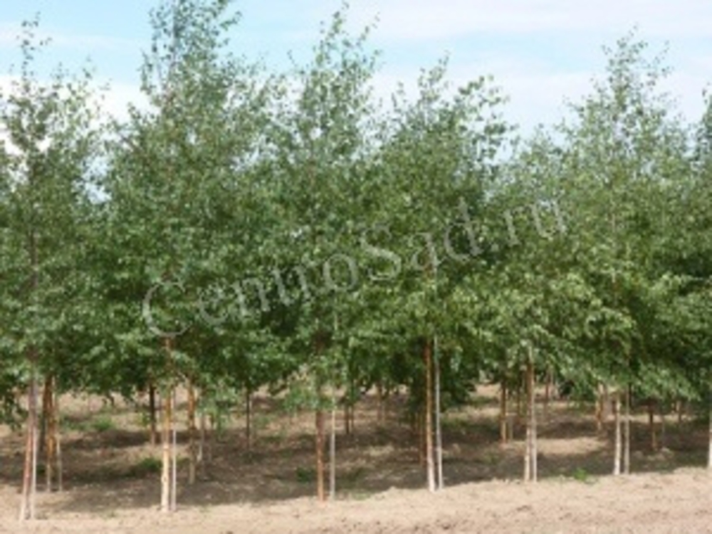 Береза Бородавчатая Бетулла веррукоза (Betula verrucosa)