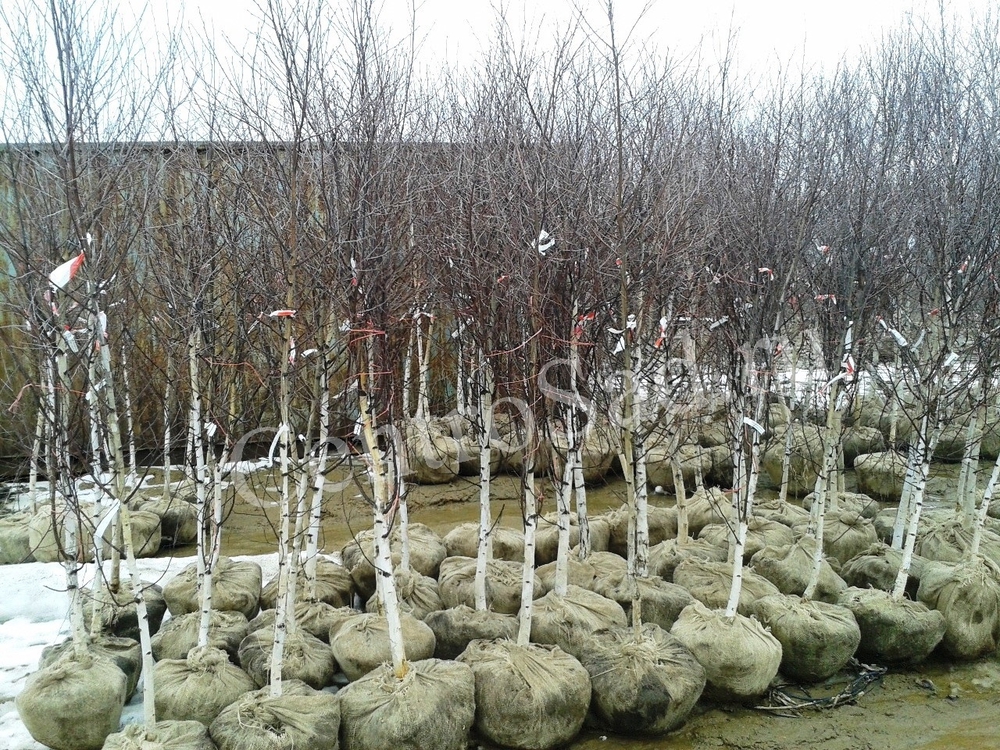 Береза Бородавчатая Бетулла веррукоза (Betula verrucosa)