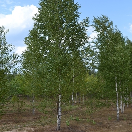 Береза Бородавчатая Бетулла веррукоза (Betula verrucosa)
