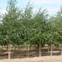 Береза Бородавчатая Бетулла веррукоза (Betula verrucosa)