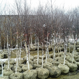 Береза Бородавчатая Бетулла веррукоза (Betula verrucosa)