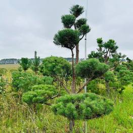 Бонсай Сосна обыкновенная В-250 см, Ш-180 см
