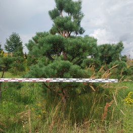 Бонсай Сосна обыкновенная В-260 см, Ш-150 см