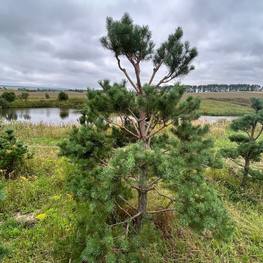 Бонсай Сосна обыкновенная В-390 см