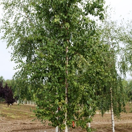 Береза Бумажная Бетулла папирифера (Betula Papyrifera)