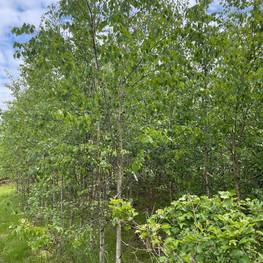 Береза Бумажная Бетулла папирифера (Betula Papyrifera)