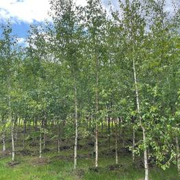 Береза Бумажная Бетулла папирифера (Betula Papyrifera)