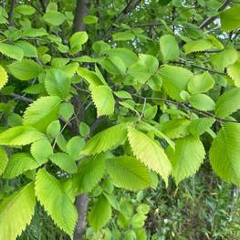 Береза Бумажная Бетулла папирифера (Betula Papyrifera)