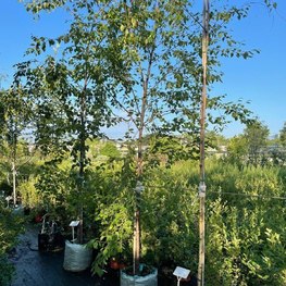 Береза Бумажная Бетулла папирифера (Betula Papyrifera)