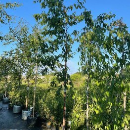 Береза Бумажная Бетулла папирифера (Betula Papyrifera)