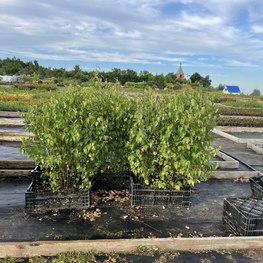 Береза Бумажная Бетулла папирифера (Betula Papyrifera)