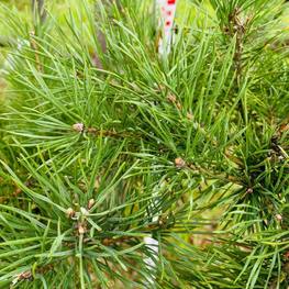 Бонсай Сосна обыкновенная В-290 см