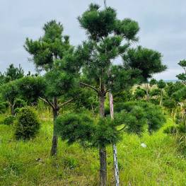 Бонсай Сосна обыкновенная В-290 см