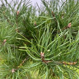 Бонсай Сосна обыкновенная В-300 см