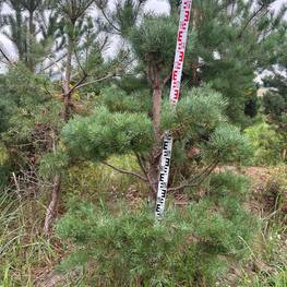 Бонсай Сосна обыкновенная В-170 см