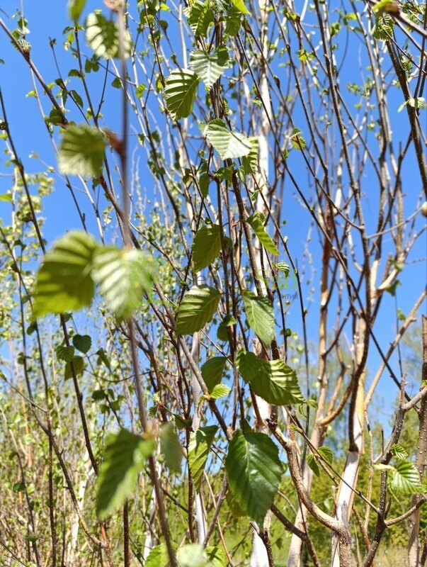 Береза Жакмана Жакмонти (Jacquemonti)