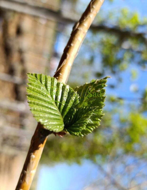 Береза Жакмана Жакмонти (Jacquemonti)