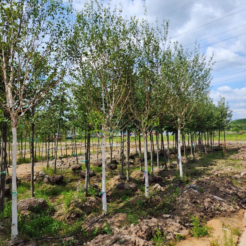 Береза Жакмана Жакмонти (Jacquemonti)