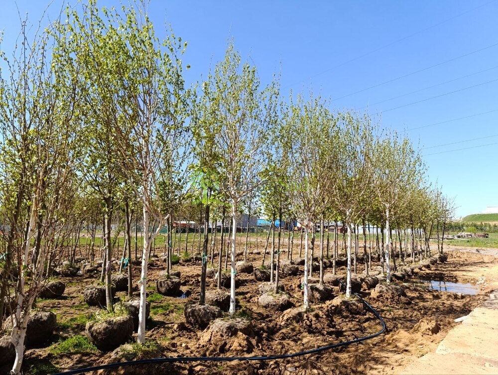 Береза Жакмана Жакмонти (Jacquemonti)