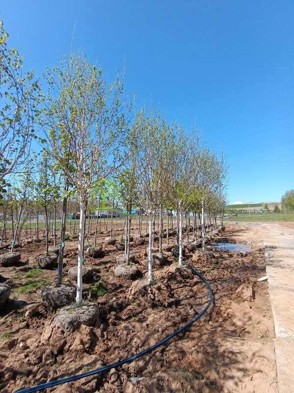 Береза Жакмана Жакмонти (Jacquemonti)