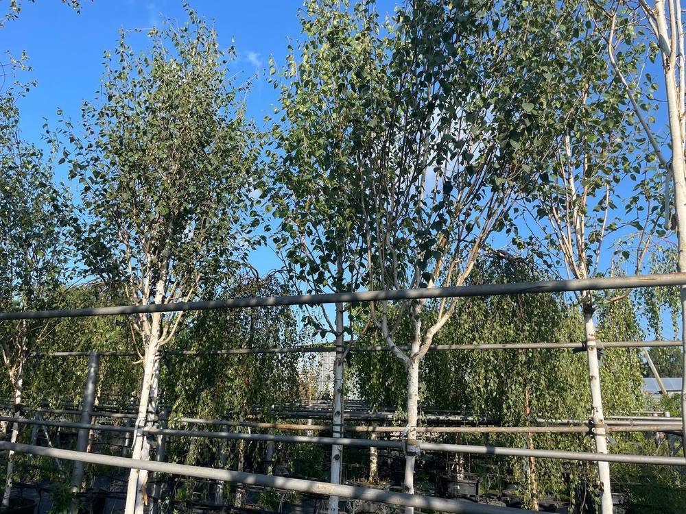 Береза Жакмана Жакмонти (Jacquemonti)