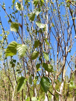 Береза Жакмана Жакмонти (Jacquemonti)