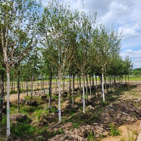 Береза Жакмана Жакмонти (Jacquemonti)