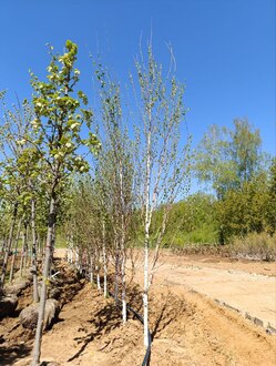 Береза Жакмана Жакмонти (Jacquemonti)