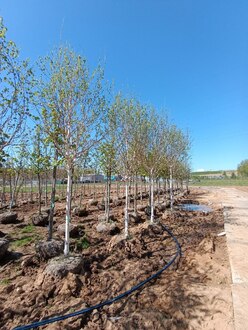 Береза Жакмана Жакмонти (Jacquemonti)