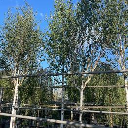 Береза Жакмана Жакмонти (Jacquemonti)