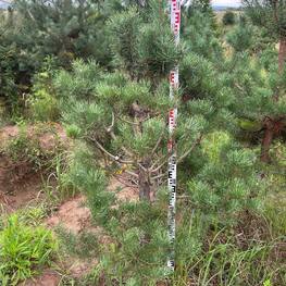 Бонсай Сосна обыкновенная В-175 см