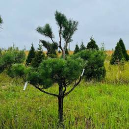 Бонсай Сосна обыкновенная В-280 см (4,2)