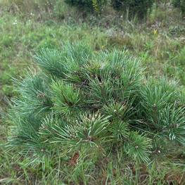 Бонсай Сосна обыкновенная В-310 см (4,3)