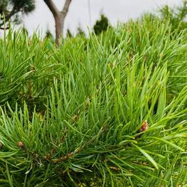 Бонсай Сосна обыкновенная В-220 см (4,4)