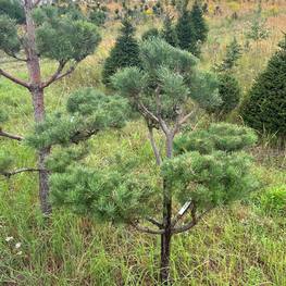 Бонсай Сосна обыкновенная В-220 см (4,4)