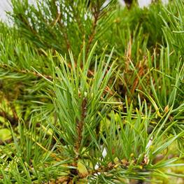 Бонсай Сосна обыкновенная В-270 см (4,5)