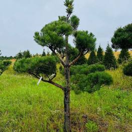 Бонсай Сосна обыкновенная В-270 см (4,5)