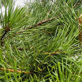 Бонсай Сосна обыкновенная В-310 см (4,6)