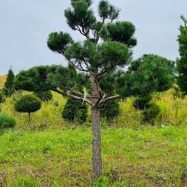 Бонсай Сосна обыкновенная В-315 см (4,6)