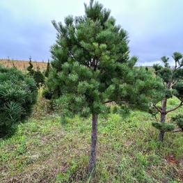 Бонсай Сосна обыкновенная В-320 см (4,7)