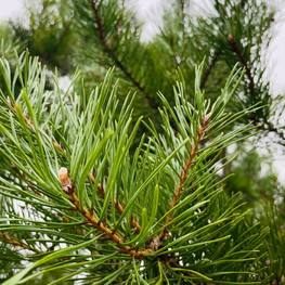 Бонсай Сосна обыкновенная В-320 см (4,7)