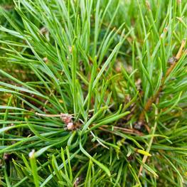 Бонсай Сосна обыкновенная В-280 см (4,8)