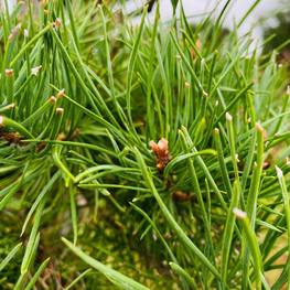 Бонсай Сосна обыкновенная В-310 см (4,9)