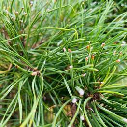 Бонсай Сосна обыкновенная В-310 см (4,10)