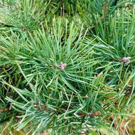 Бонсай Сосна обыкновенная В-270 см (4,11)