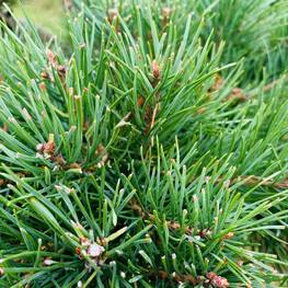 Бонсай Сосна обыкновенная В-220 см (4,12)