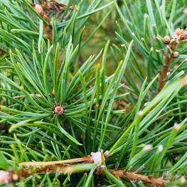 Бонсай Сосна обыкновенная В-270 см (4,13)